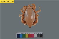 藏品(窄額琵琶蟹)的圖片